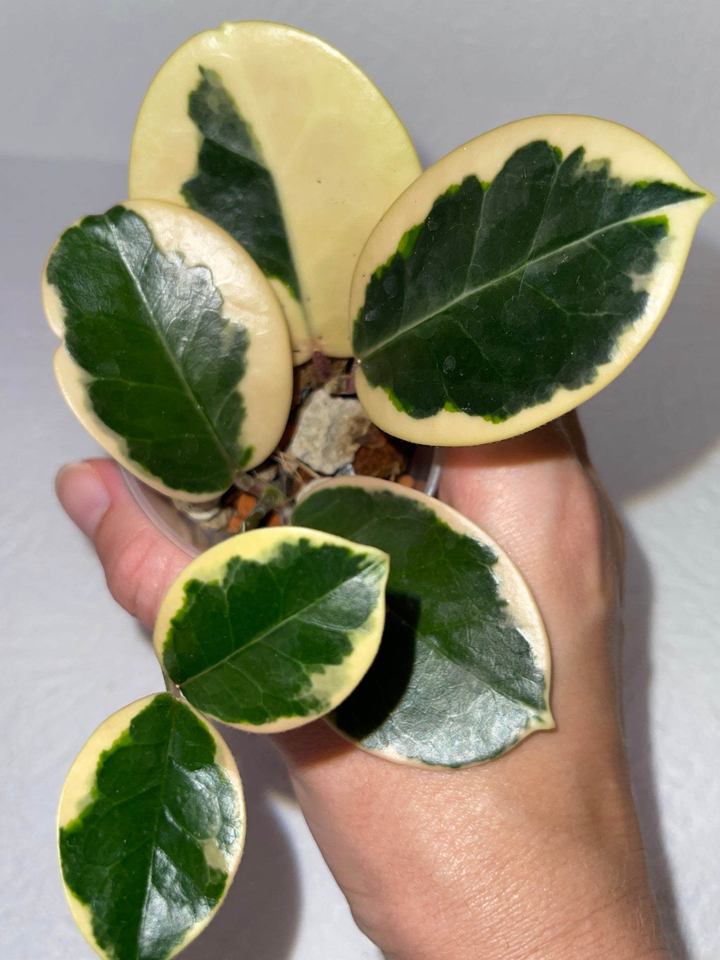 Hoya australis 'Blondie'
