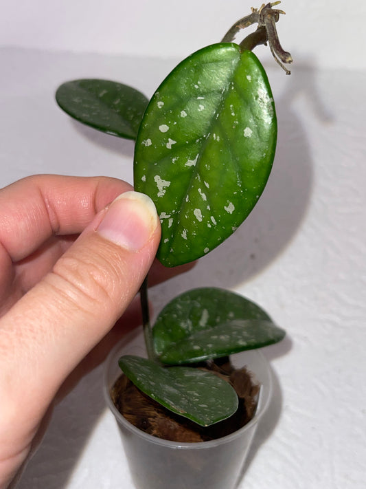 Hoya carnosa - en substrat d'écorces de coco