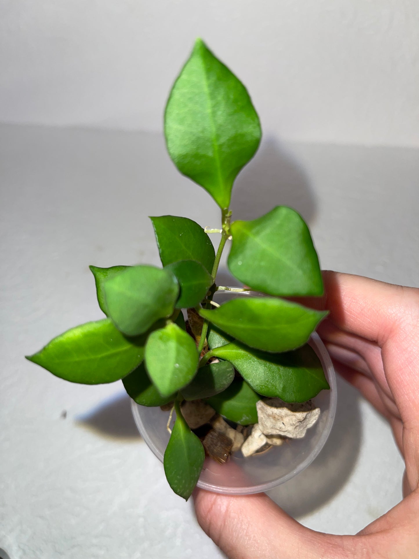 Hoya Heuschkeliana