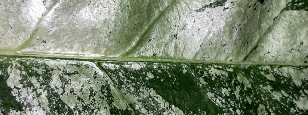 Gros plan d’une feuille de Hoya
