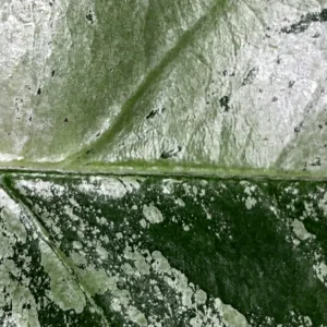 Gros plan d’une feuille de Hoya